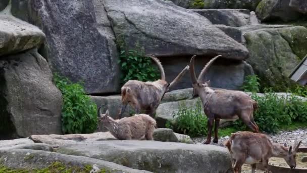 Alman Parkındaki Bir Kayanın Üzerinde Oturan Dağ Keçisi Kapra Dağ — Stok video