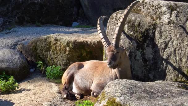 Male Mountain Ibex Capra Ibex Sitting Rock German Park — Stock Video