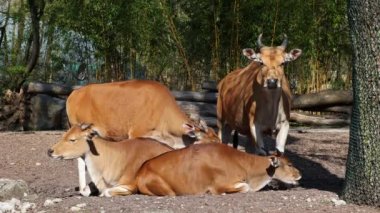 Banteng, Bos javanicus veya Red Bull. Vahşi bir sığır türüdür ama sığır ve bizondan farklı kilit özellikler vardır: hem erkek hem de dişilerde beyaz bir şerit..