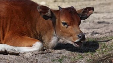 Banteng, Bos javanicus veya Red Bull. Vahşi bir sığır türüdür ama sığır ve bizondan farklı kilit özellikler vardır: hem erkek hem de dişilerde beyaz bir şerit..
