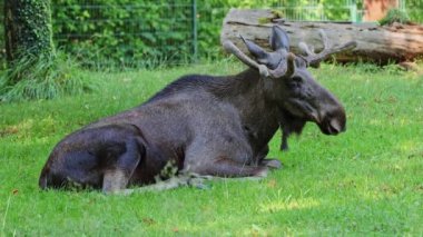 Geyik ya da geyik, Alces Alces geyik familyasındaki en büyük türdür. Geyikler, erkeklerin geniş, düz ya da palmat boynuzlarıyla ayırt edilir..