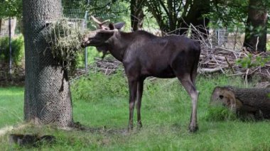 Geyik ya da geyik, Alces Alces geyik familyasındaki en büyük türdür. Geyikler, erkeklerin geniş, düz ya da palmat boynuzlarıyla ayırt edilir..