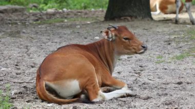 Banteng, Bos javanicus veya Red Bull. Vahşi bir sığır türüdür ama sığır ve bizondan farklı kilit özellikler vardır: hem erkek hem de dişilerde beyaz bir şerit..