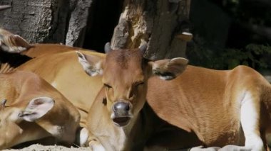 Banteng, Bos javanicus veya Red Bull. Vahşi bir sığır türüdür ama sığır ve bizondan farklı kilit özellikler vardır: hem erkek hem de dişilerde beyaz bir şerit..