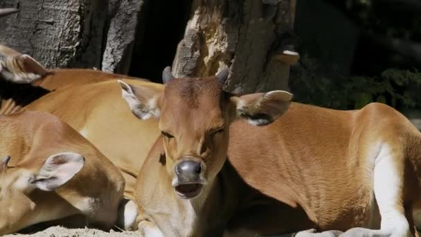 バンテン ジャヴァニクス レッド それは野生の牛の一種ですが 牛やバイソンとは異なる主な特徴があります 男性と女性の両方で白い帯底 — ストック動画