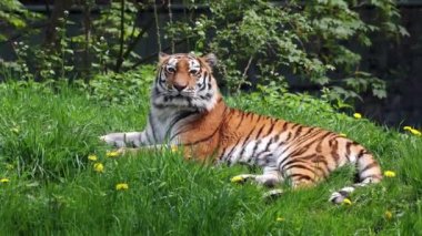 Sibirya kaplanı, Panthera tigris altaica dünyanın en büyük kedisidir.