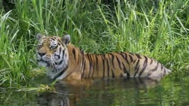 Sibirya kaplanı, Panthera tigris altaica dünyanın en büyük kedisidir.