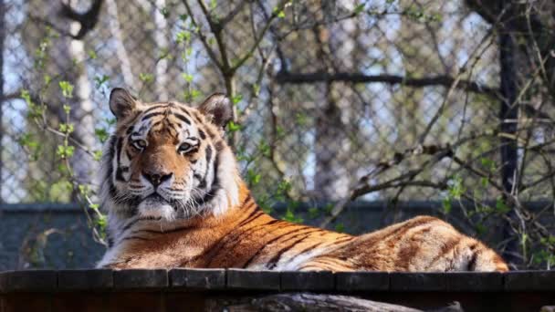 Сибірський Тигр Panthera Tigris Altaica Найбільшим Котом Світі — стокове відео