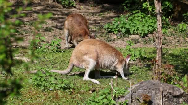 Wallaby Agile Macropus Agilis Aussi Connu Sous Nom Wallaby Sablonneux — Video