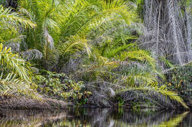 Pantanal Marimbus 'ta kano turu, birçok nehrin suları ve bol bitki örtüsü, Andarai, Bahia, Brezilya' da Chapada Diamantina 'da