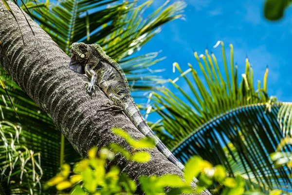 stock image Green iguana sitting on a palm tree at Imbassai, Bahia, Brazil.. Wild animal looking like small dragon on the exotic tropical island.