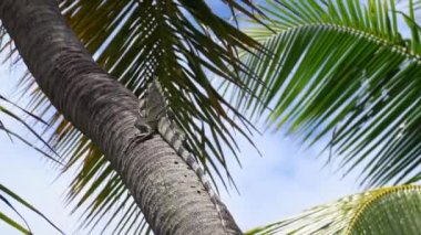 Green iguana sitting on a palm tree at Imbassai, Bahia, Brazil.. Wild animal looking like small dragon on the exotic tropical island.