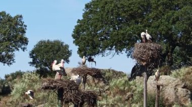 Ciconia ciconia Storks kolonisi Los Barruecos Doğal Anıtı 'nda korunan bir bölgede, Malpartida de Caceres, İspanya' da Extremadura.