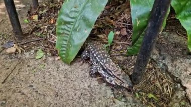 Argentine black and white tegu, Salvator merianae at the Iguazu Falls in Foz do Iguacu, near the famous Iguacu Falls in Brazil.