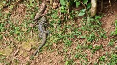 Argentine black and white tegu, Salvator merianae at the Iguazu Falls in Foz do Iguacu, near the famous Iguacu Falls in Brazil.