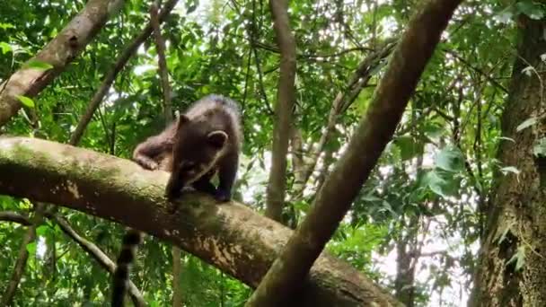 Family South American Coati Ring Tailed Coati Nasua Nasua Iguazu — Video