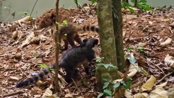 Family South American Coati Ring Tailed Coati Nasua Nasua Iguazu — Vídeo de stock