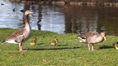 Küçük bebekleri olan gri lag kazları ailesi. Gri-lag kaz, Anser anser, Anatidae familyasından bir kaz türü.