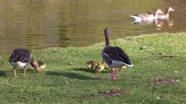Küçük bebekleri olan gri lag kazları ailesi. Gri-lag kaz, Anser anser, Anatidae familyasından bir kaz türü.