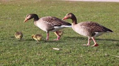 Küçük bebekleri olan gri lag kazları ailesi. Gri-lag kaz, Anser anser, Anatidae familyasından bir kaz türü.