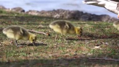 Küçük bebekleri olan gri lag kazları ailesi. Gri-lag kaz, Anser anser, Anatidae familyasından bir kaz türü.