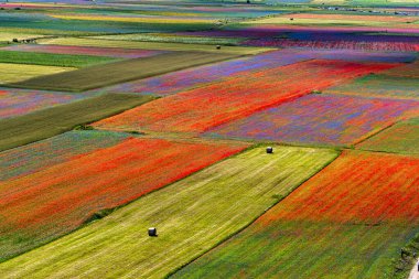 Castelluccio di Norcia 'da gelincikler ve çiçek açan mercimek, ulusal park sibillini dağları, İtalya, Avrupa