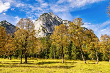 Ahornboden 'daki akçaağaç ağaçlarının sonbahar manzarası, Karwendel dağları, Tyrol, Avusturya