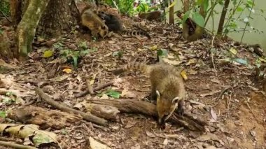 Family of South American Coati, Ring-tailed Coati, Nasua nasua at Iguazu Falls, Foz do Iguacu, Parana State, South Brazil. A common species of Coati present near Iguassu Falls.