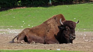 Bizon ya da bizon, bir zamanlar Kuzey Amerika 'da geniş sürüler halinde yaşayan bir bizon türüdür.. 