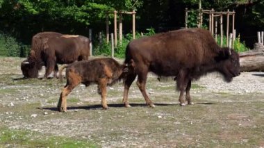 Bizon ya da bizon, bir zamanlar Kuzey Amerika 'da geniş sürüler halinde yaşayan bir bizon türüdür.. 