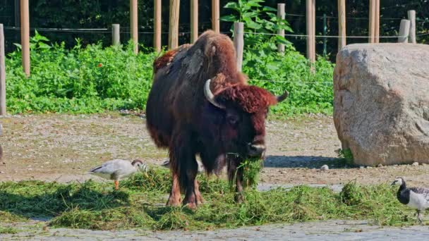 Bisonte Americano Simplemente Bisonte También Conocido Comúnmente Como Búfalo Americano — Vídeos de Stock
