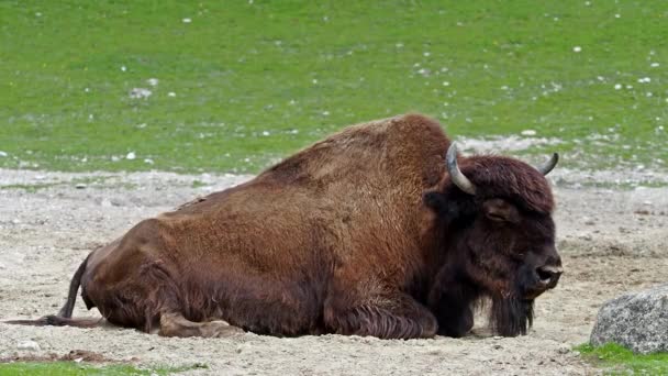 Bisonte Americano Simplemente Bisonte También Conocido Comúnmente Como Búfalo Americano — Vídeo de stock