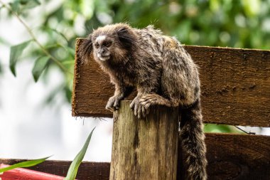 The black-tufted marmoset, Callithrix penicillata also known as Mico-estrela in Portuguese is a typical monkey from central Brazil. Here in Campeche, Florianopolis