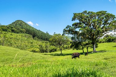 Beautiful landscape view of Atalaia Park, Itajai City, Brazil. Parque Nacional da Serra do Itajai