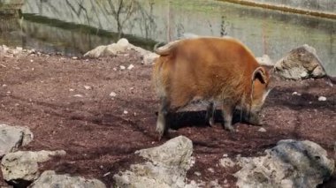 Kızıl nehir domuzu, Potamochoerus porcus, ayrıca çalı domuzu olarak da bilinir. Bu domuzun yer altında yiyecek bulmak için keskin bir koku alma duyusu var..