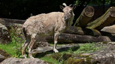 Türkmen markhor, Capra Falconeri heptneri. Bu türün adı boynuz şeklinden geliyor, tirbuşon ya da vida gibi kıvrılıyor. Markhor Pakistan 'ın sembollerinden biri.