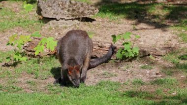 Wallaby bataklığı, Wallabia bicolor, küçük kangurulardan biridir. Bu valabi aynı zamanda siyah valabi olarak da bilinir.