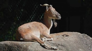 Türkmen markhor, Capra Falconeri heptneri. Bu türün adı boynuz şeklinden geliyor, tirbuşon ya da vida gibi kıvrılıyor. Markhor Pakistan 'ın sembollerinden biri.