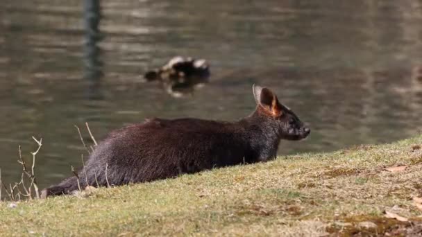 Das Sumpfwallaby Wallabia Bicolor Ist Eines Der Kleineren Kängurus Dieses — Stockvideo
