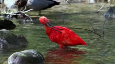 Kızıl aynak, Eudocimus ruber, Threskiornithidae familyasından bir kuş, kabuklu deniz ürünlerinin kırmızımsı renklerine hayran kalmıştır.