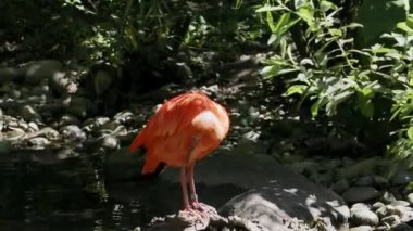 Kızıl aynak, Eudocimus ruber, Threskiornithidae familyasından bir kuş, kabuklu deniz ürünlerinin kırmızımsı renklerine hayran kalmıştır.
