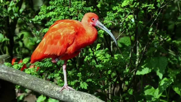 Scarlet Ibis Eudocimus Ruber Bird Threskiornithidae Family Admired Coloration Feathers — стоковое видео