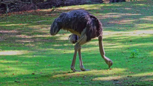Обыкновенный Страус Struthio Camelus Просто Страус Является Видом Большой Бесполетной — стоковое видео