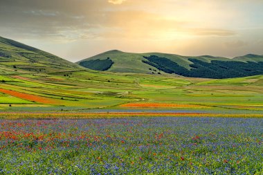 Castelluccio di Norcia 'da gelincikler ve çiçek açan mercimek, ulusal park sibillini dağları, İtalya, Avrupa