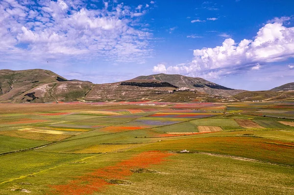 Castelluccio di Norcia 'da gelincikler ve çiçek açan mercimek, ulusal park sibillini dağları, İtalya, Avrupa