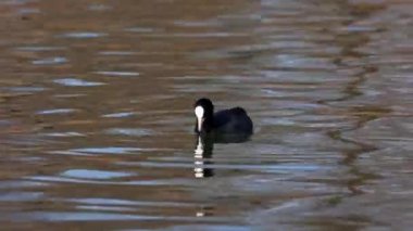 Avrasya yaban ördeği (