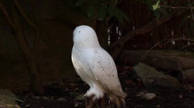 Karlı baykuş, Bubo skandiacus, Strigidae ailesinin kuşu. Sarı gözlü.