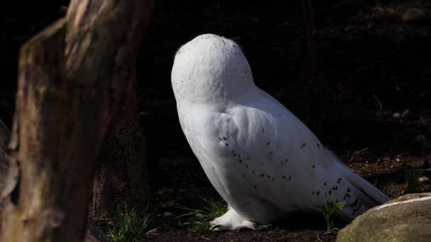 Snowy Owl Bubo Scandiacus Ave Familia Strigidae Con Ojo Amarillo — Vídeos de Stock