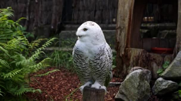 Snowy Owl Bubo Scandiacus Ave Familia Strigidae Con Ojo Amarillo — Vídeos de Stock