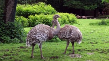 Darwin 'in Rhea' sı, Rhea pennata, daha az Rhea olarak da bilinir..
